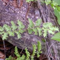 Lygodium microphyllum  (Cav.) R.Br.